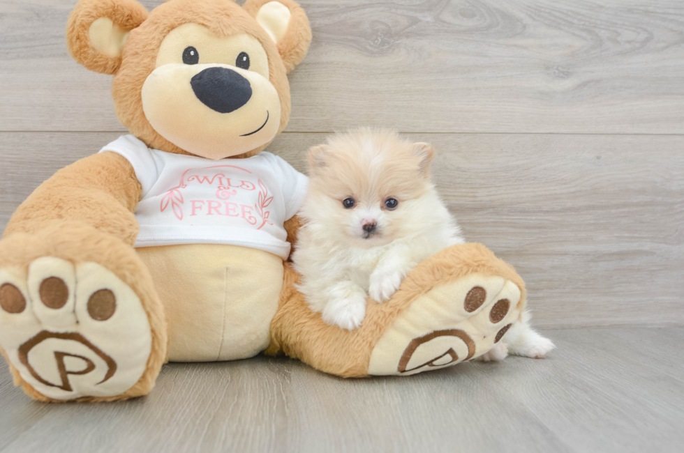 5 week old Pomeranian Puppy For Sale - Simply Southern Pups
