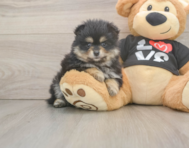 5 week old Pomeranian Puppy For Sale - Simply Southern Pups