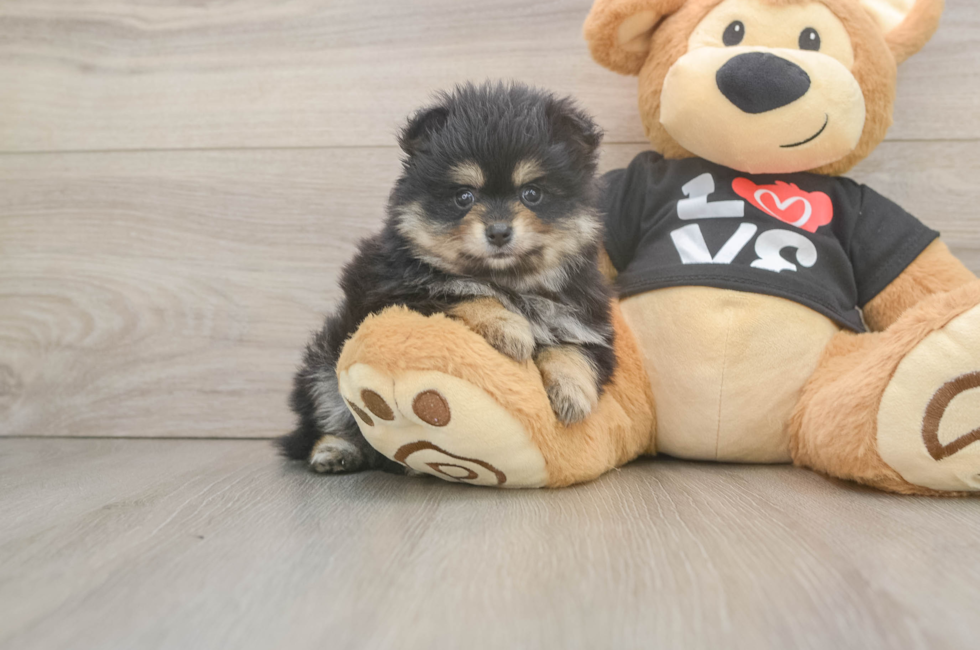 5 week old Pomeranian Puppy For Sale - Simply Southern Pups