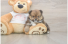 Energetic Pom Pom Purebred Puppy