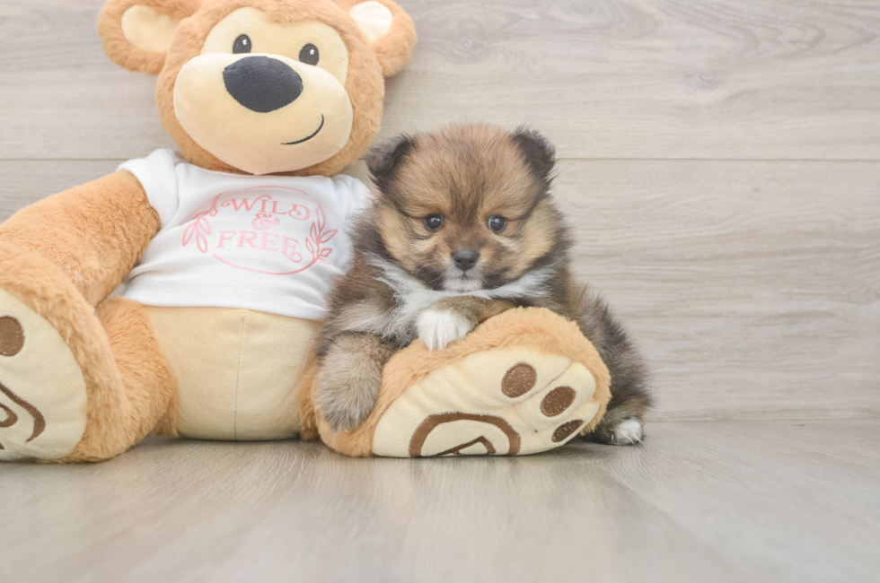 5 week old Pomeranian Puppy For Sale - Simply Southern Pups