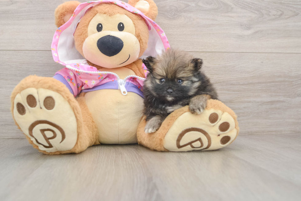 Pomeranian Puppy for Adoption