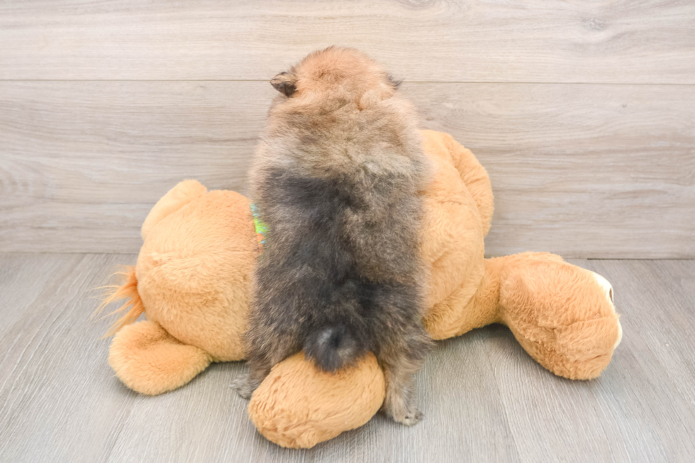 Pomeranian Puppy for Adoption