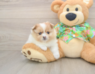 7 week old Pomeranian Puppy For Sale - Simply Southern Pups