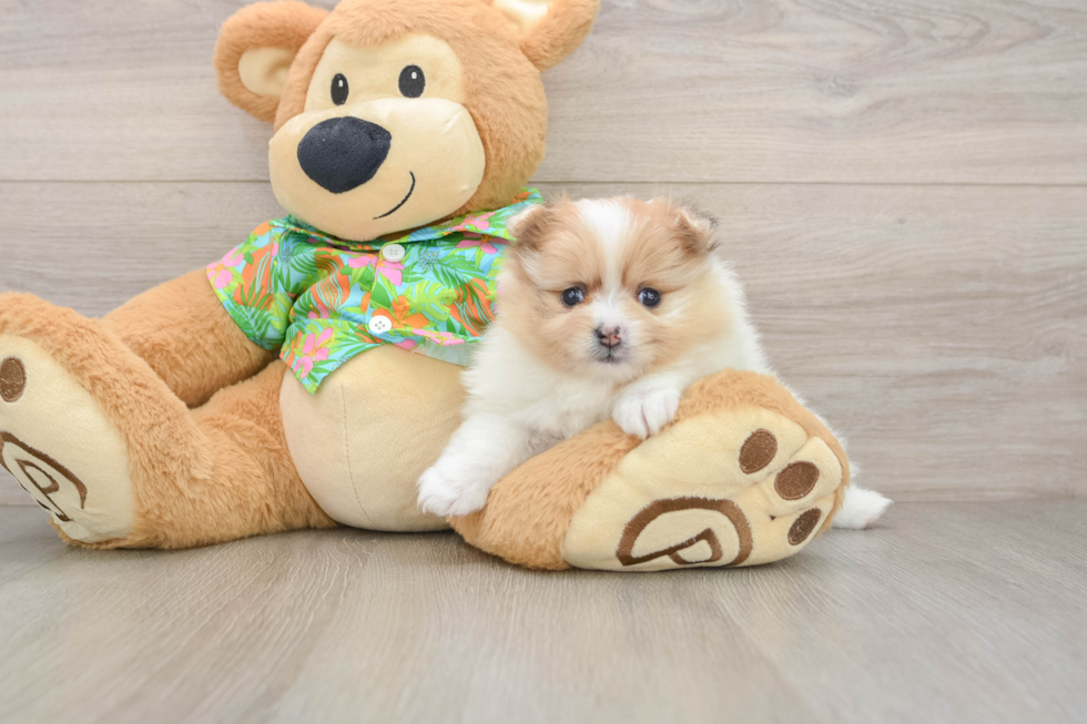 Akc Registered Pomeranian Purebred Pup