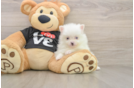 Smart Swergspitz Purebred Puppy