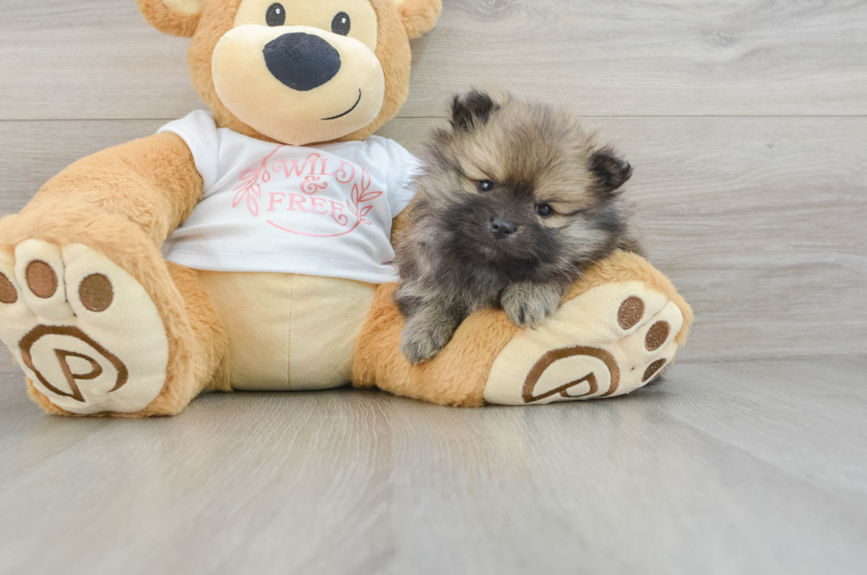 6 week old Pomeranian Puppy For Sale - Simply Southern Pups