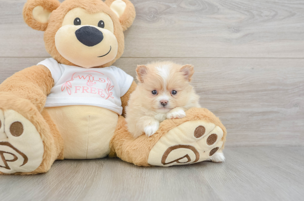 5 week old Pomeranian Puppy For Sale - Simply Southern Pups