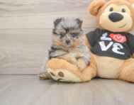 5 week old Pomeranian Puppy For Sale - Simply Southern Pups