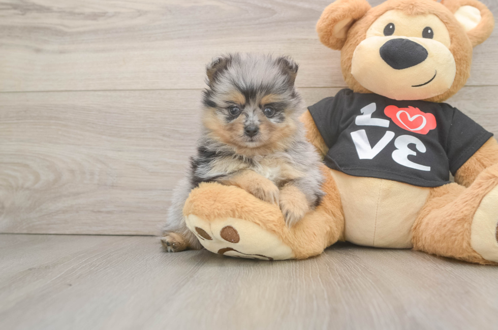 5 week old Pomeranian Puppy For Sale - Simply Southern Pups