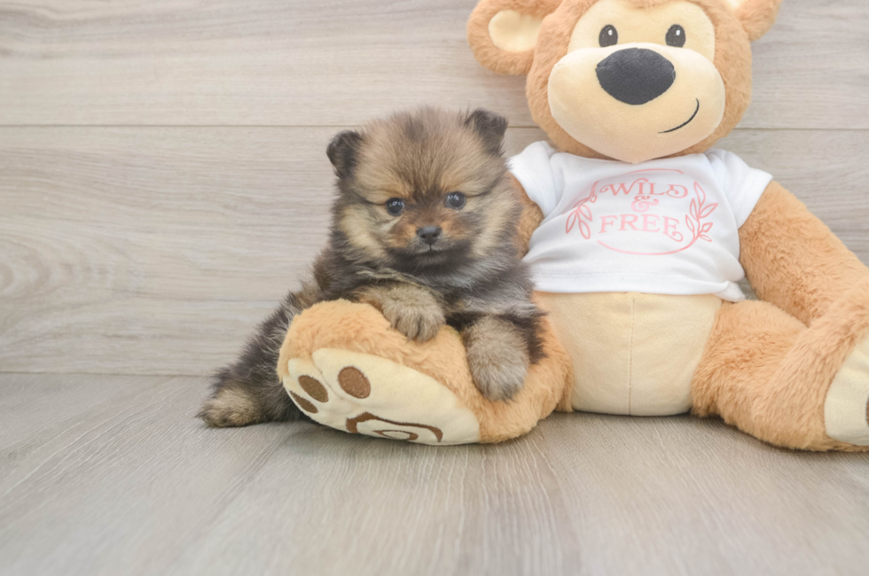 5 week old Pomeranian Puppy For Sale - Simply Southern Pups
