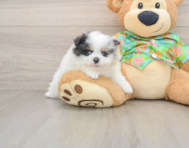 8 week old Pomeranian Puppy For Sale - Simply Southern Pups