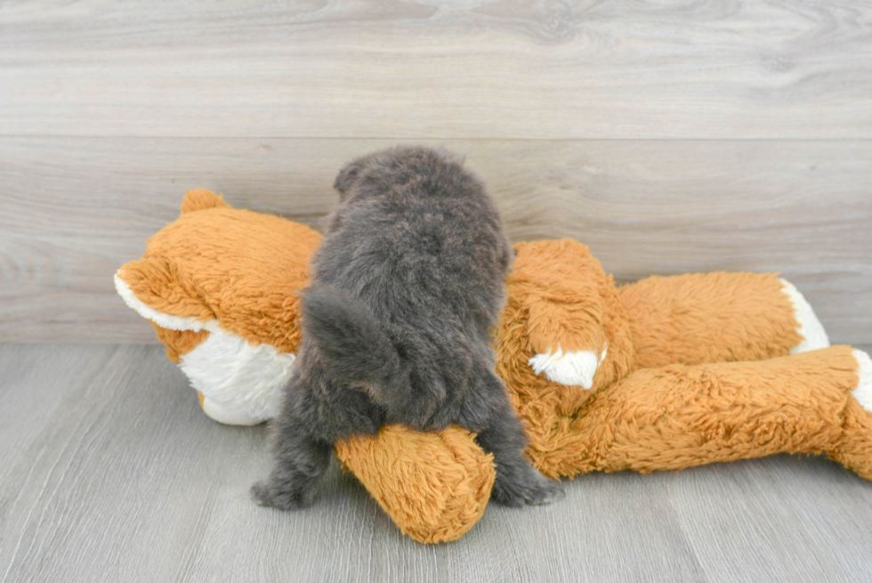 Best Pomeranian Baby
