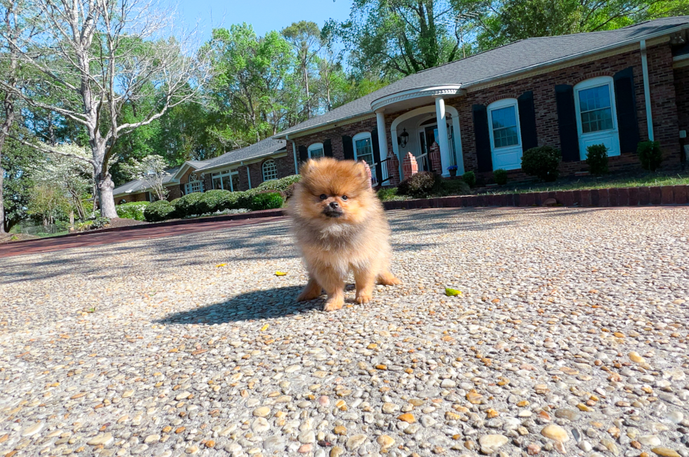 11 week old Pomeranian Puppy For Sale - Simply Southern Pups