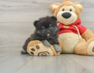 9 week old Pomeranian Puppy For Sale - Simply Southern Pups