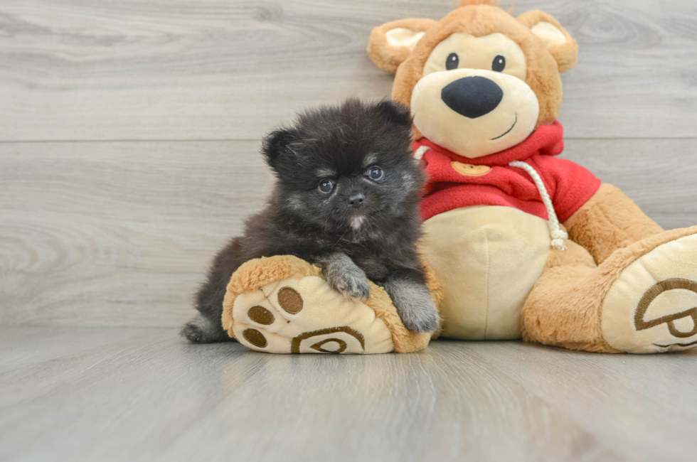 6 week old Pomeranian Puppy For Sale - Simply Southern Pups