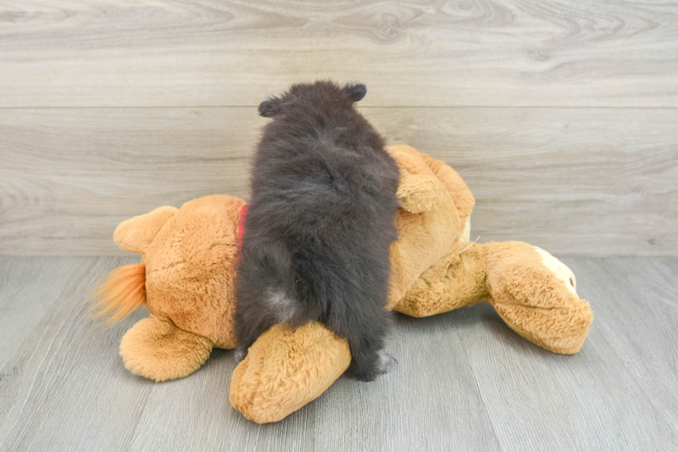 Sweet Dwarf Spitz Purebred Puppy