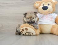 8 week old Pomeranian Puppy For Sale - Simply Southern Pups