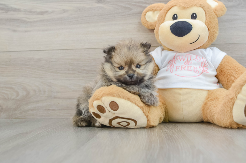 6 week old Pomeranian Puppy For Sale - Simply Southern Pups