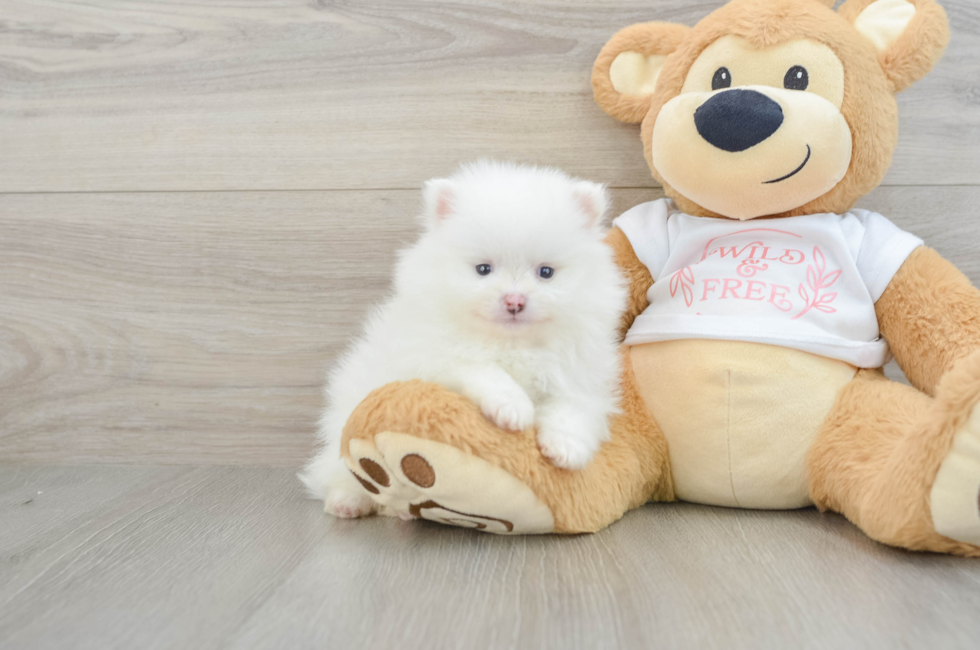 5 week old Pomeranian Puppy For Sale - Simply Southern Pups