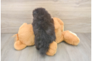 Pomeranian Pup Being Cute