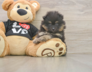5 week old Pomeranian Puppy For Sale - Simply Southern Pups