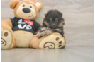 Little Pomeranian Baby