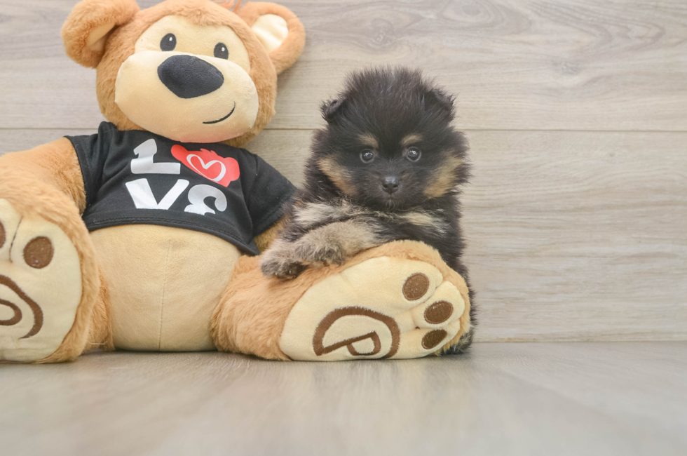 5 week old Pomeranian Puppy For Sale - Simply Southern Pups