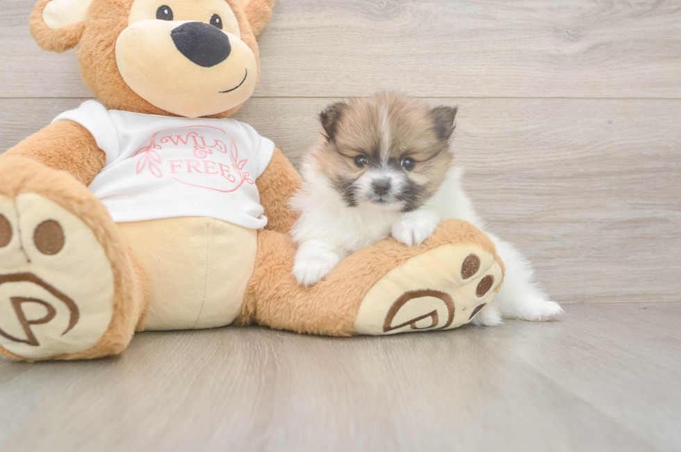 5 week old Pomeranian Puppy For Sale - Simply Southern Pups