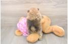Hypoallergenic Pomeranian Baby