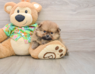 5 week old Pomeranian Puppy For Sale - Simply Southern Pups