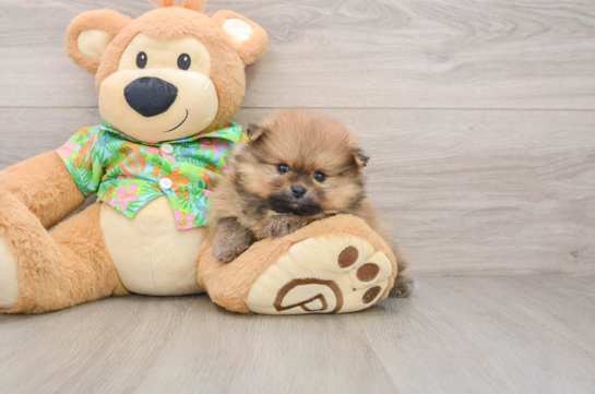 Akc Registered Pomeranian Purebred Pup