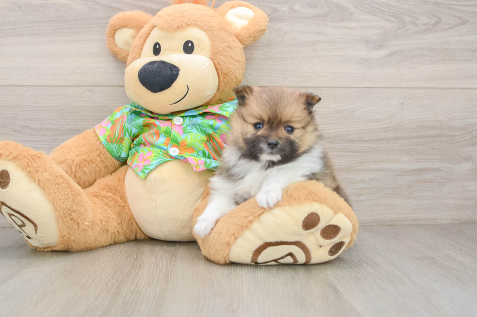Hypoallergenic Pomeranian Purebred Pup