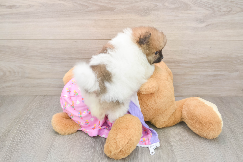 Pomeranian Pup Being Cute