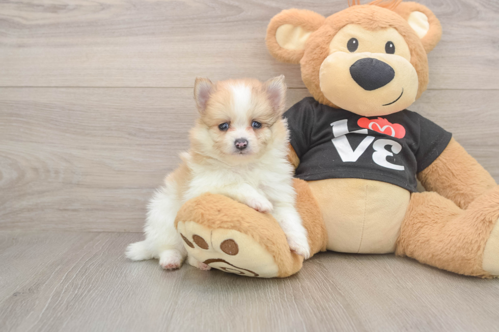 Hypoallergenic Pomeranian Purebred Pup