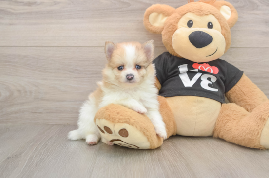 Hypoallergenic Pomeranian Purebred Pup
