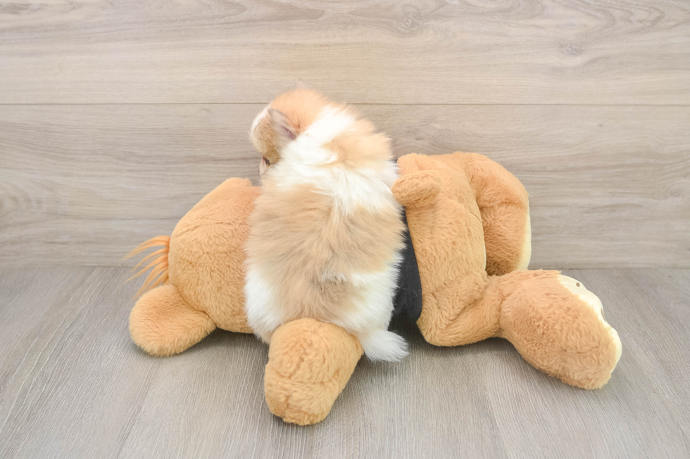 Pomeranian Puppy for Adoption