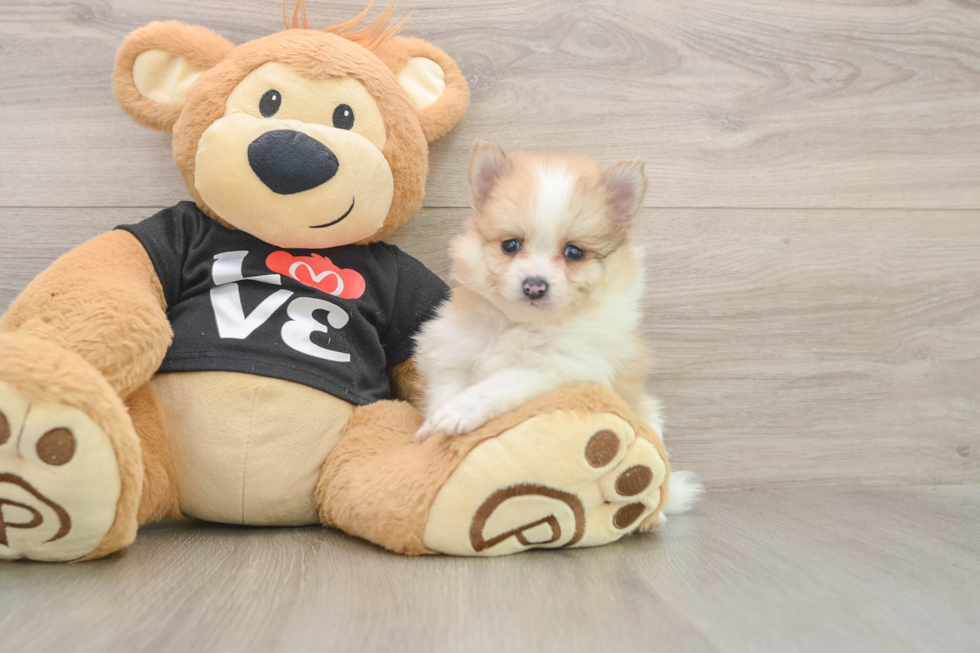 Happy Swergspitz Purebred Puppy