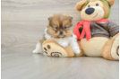 Pomeranian Puppy for Adoption