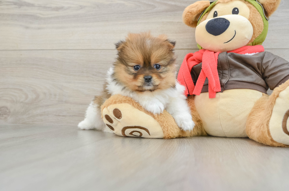 5 week old Pomeranian Puppy For Sale - Simply Southern Pups