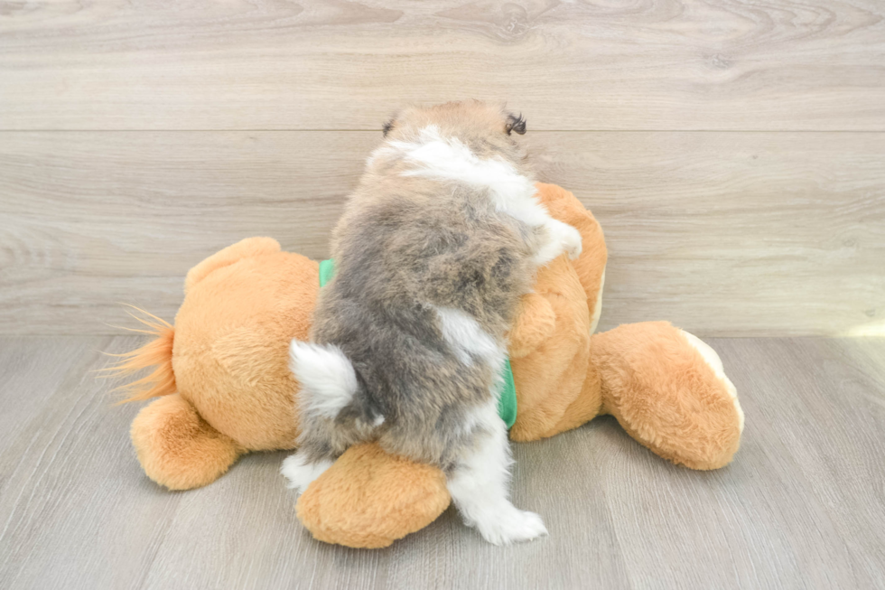 Pomeranian Puppy for Adoption