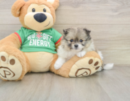 6 week old Pomeranian Puppy For Sale - Simply Southern Pups