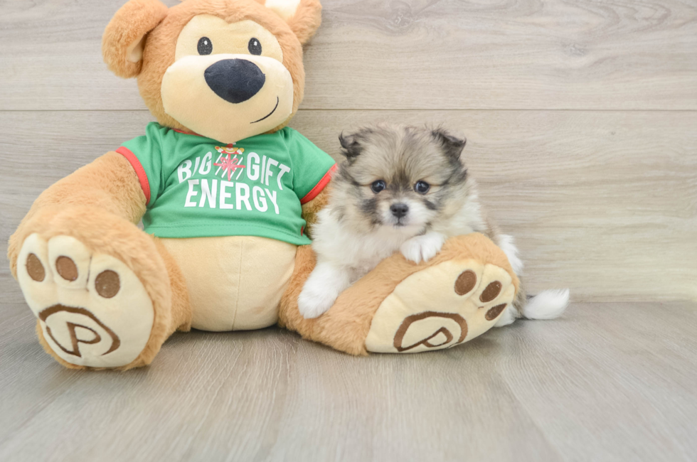 5 week old Pomeranian Puppy For Sale - Simply Southern Pups