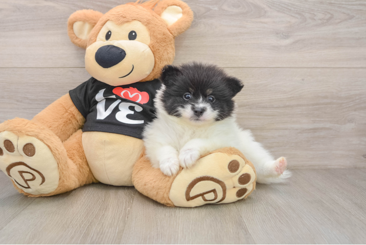 Pomeranian Pup Being Cute