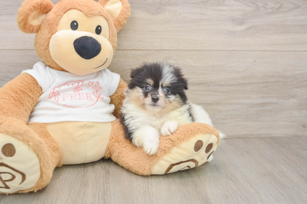 Playful Pomeranian Baby