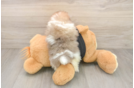 Best Pomeranian Baby