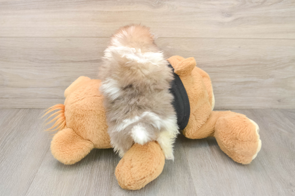 Best Pomeranian Baby