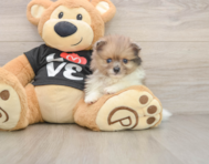 8 week old Pomeranian Puppy For Sale - Simply Southern Pups
