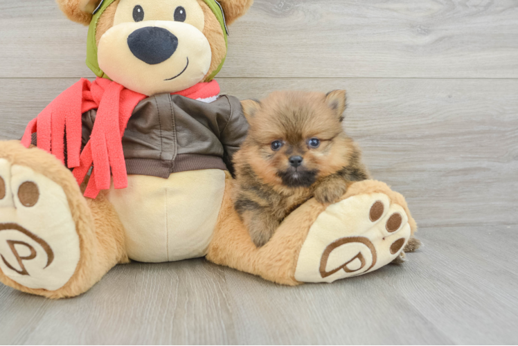 Best Pomeranian Baby