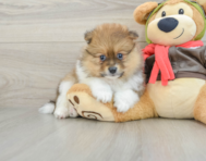 8 week old Pomeranian Puppy For Sale - Simply Southern Pups